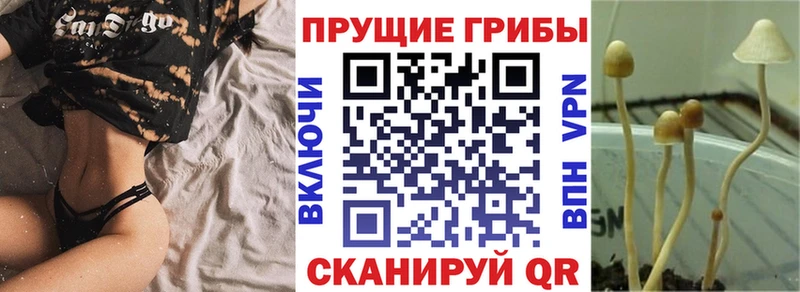 что такое   Череповец  Псилоцибиновые грибы мицелий 